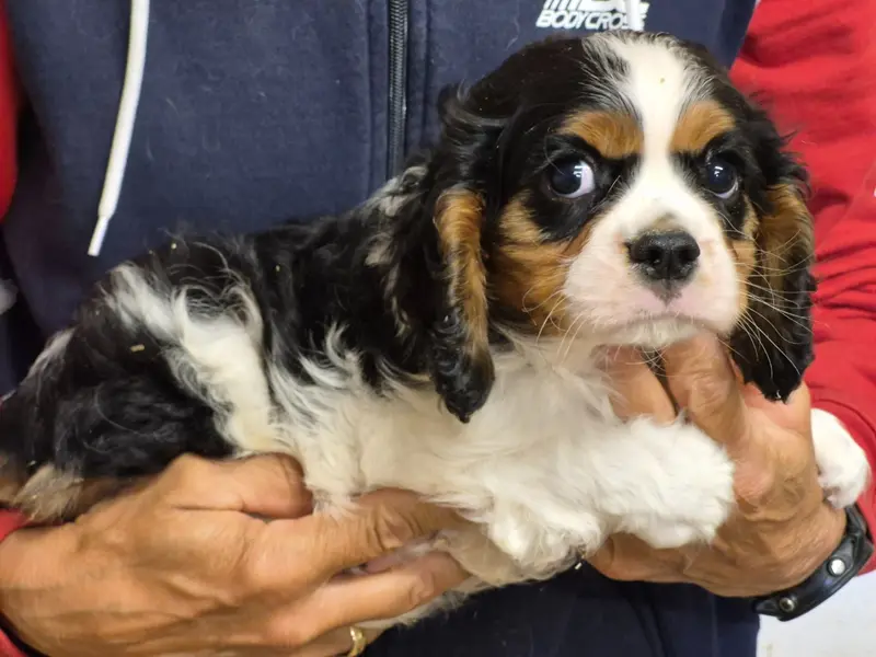 Portée de Cavalier King Charles, élevage De Paline