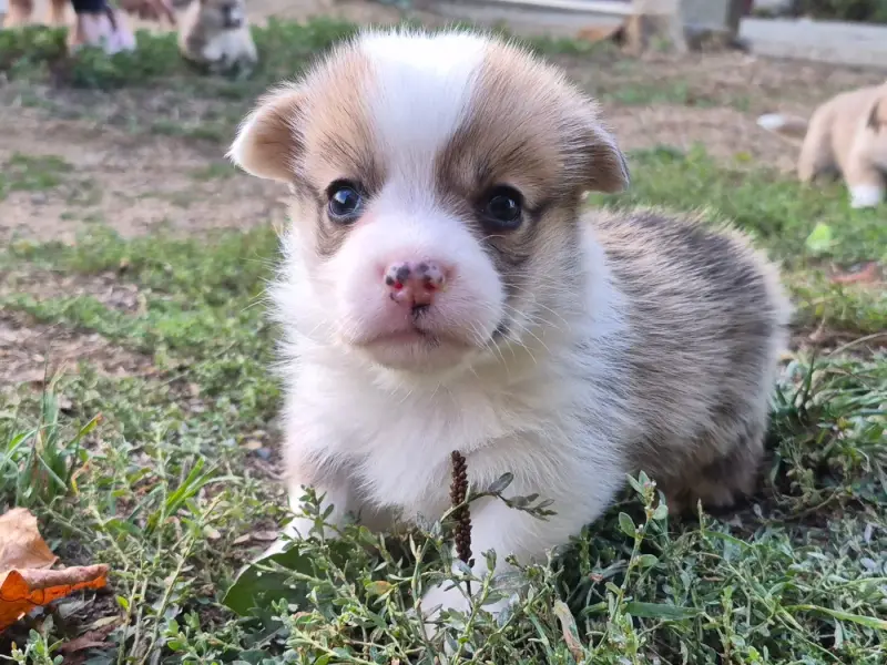 B..., Welsh corgi Pembroke, élevage De Paline