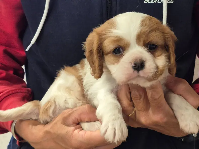Portée de Cavalier King Charles, élevage De Paline