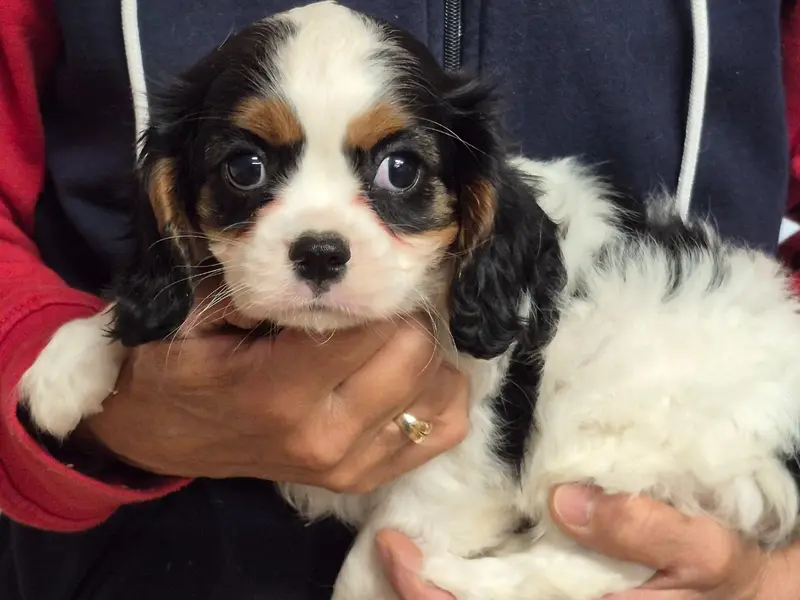 Portée de Cavalier King Charles, élevage De Paline