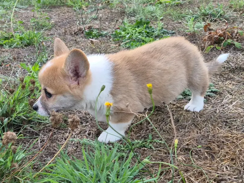 Portée de Welsh corgi Pembroke, élevage De Paline