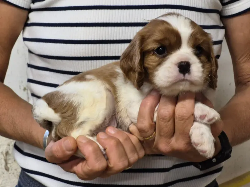 B..., Cavalier King Charles, élevage De Paline