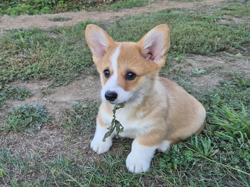 Portée de Welsh corgi Pembroke, élevage De Paline
