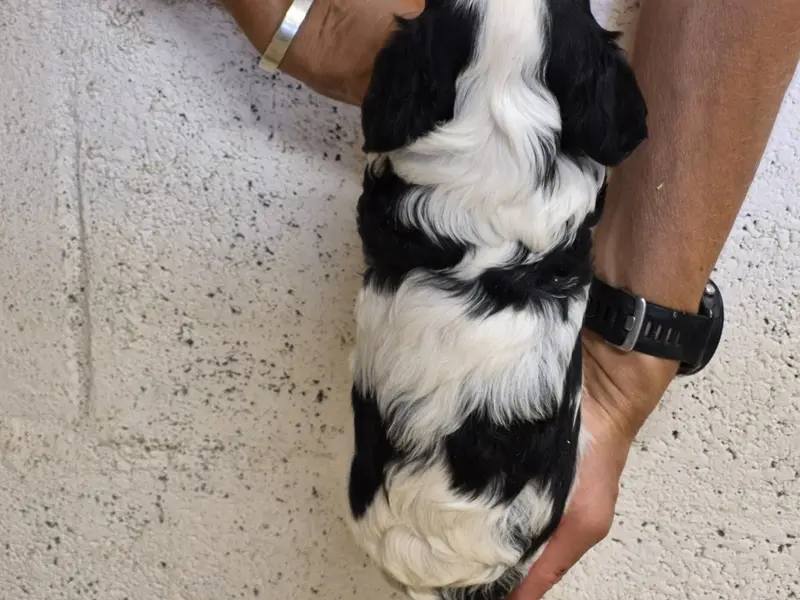Portée de Cavalier King Charles, élevage De Paline