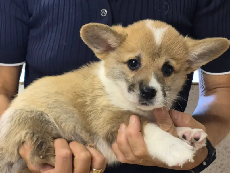B..., Welsh corgi Pembroke, élevage De Paline