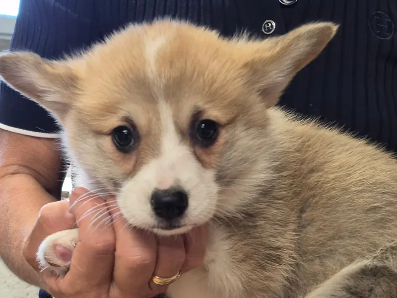 Blanquette, Welsh corgi Pembroke, élevage De Paline
