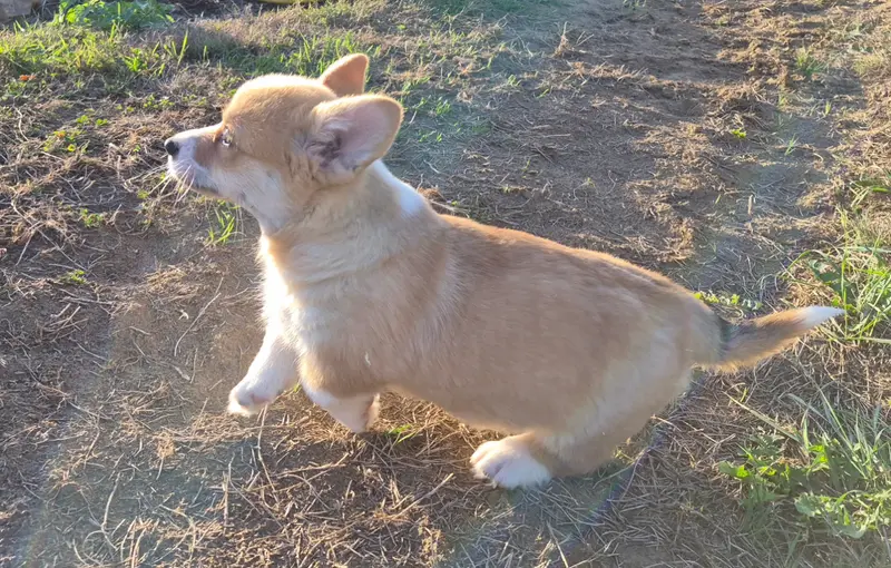 Portée de Welsh corgi Pembroke, élevage De Paline