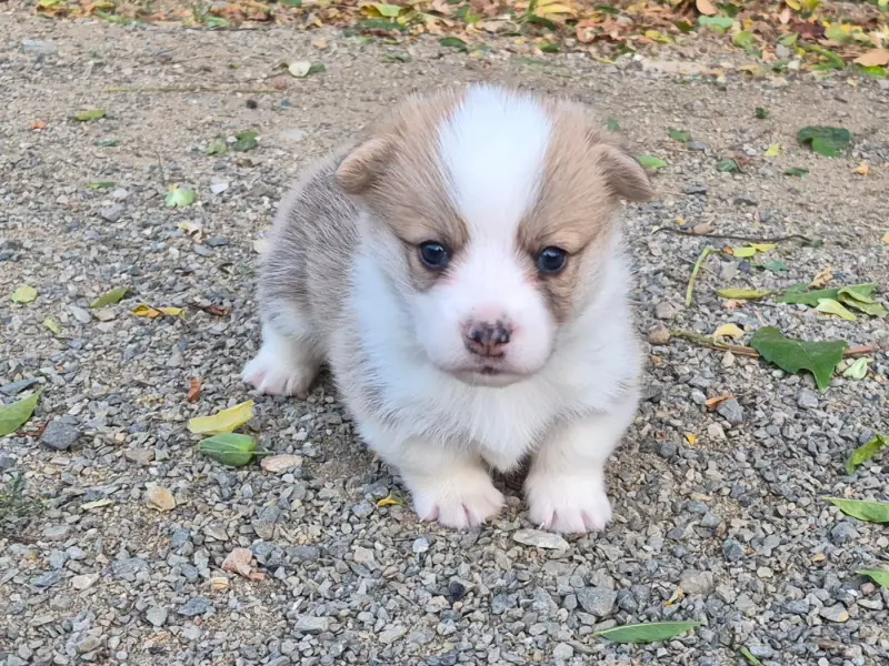 B..., Welsh corgi Pembroke, élevage De Paline