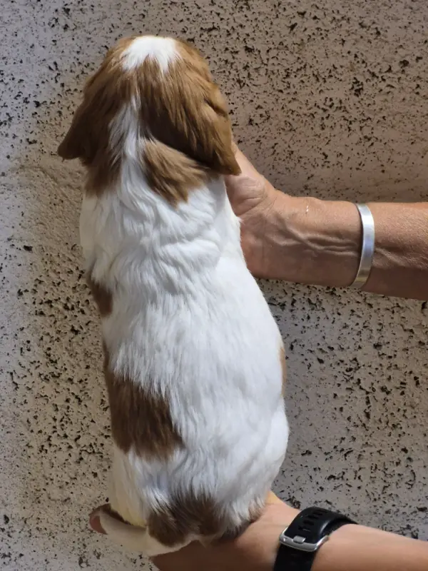 Portée de Cavalier King Charles, élevage De Paline