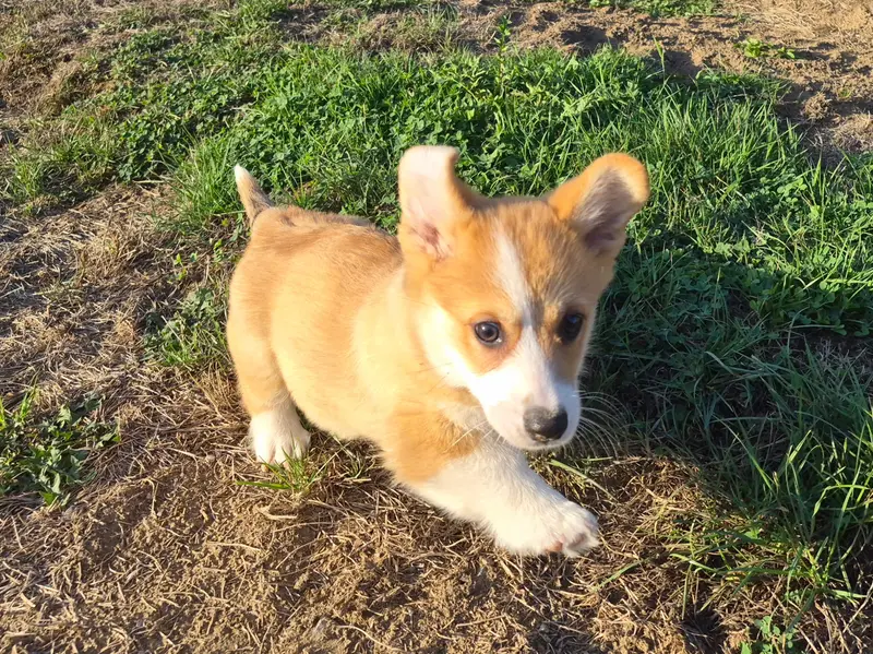 Portée de Welsh corgi Pembroke, élevage De Paline