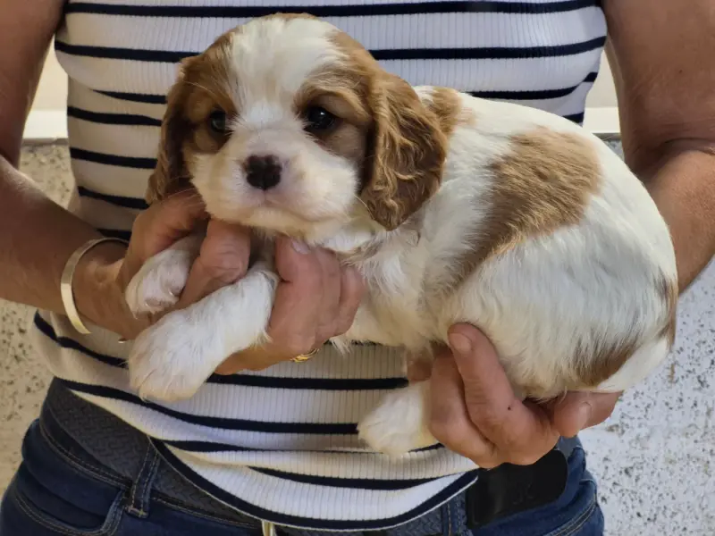 Portée de Cavalier King Charles, élevage De Paline