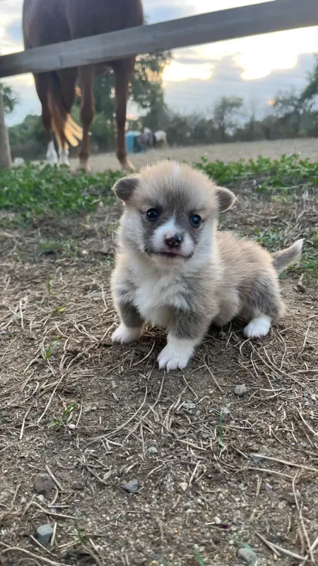 B..., Welsh corgi Pembroke, élevage De Paline