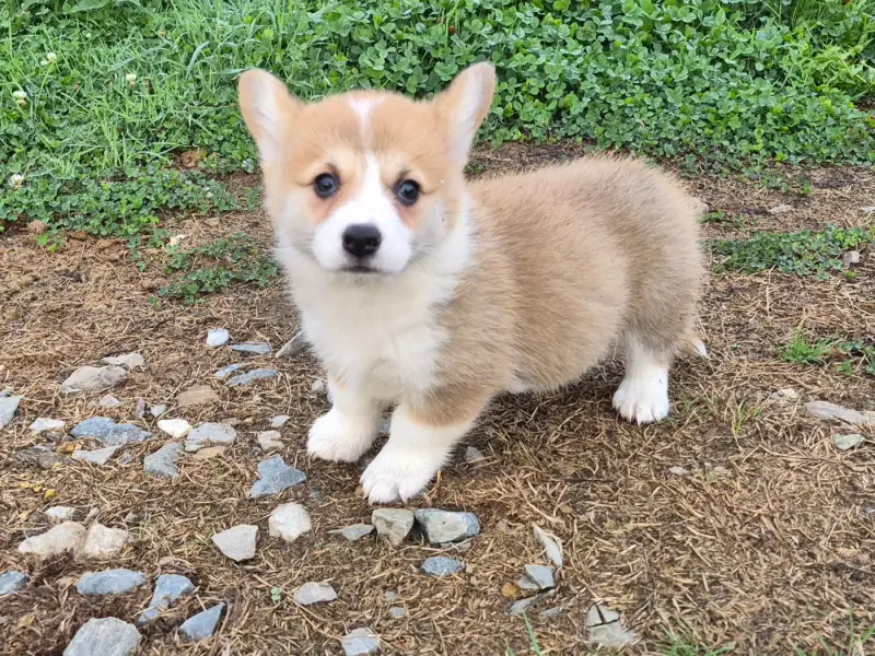Portée de Welsh corgi Pembroke, élevage De Paline