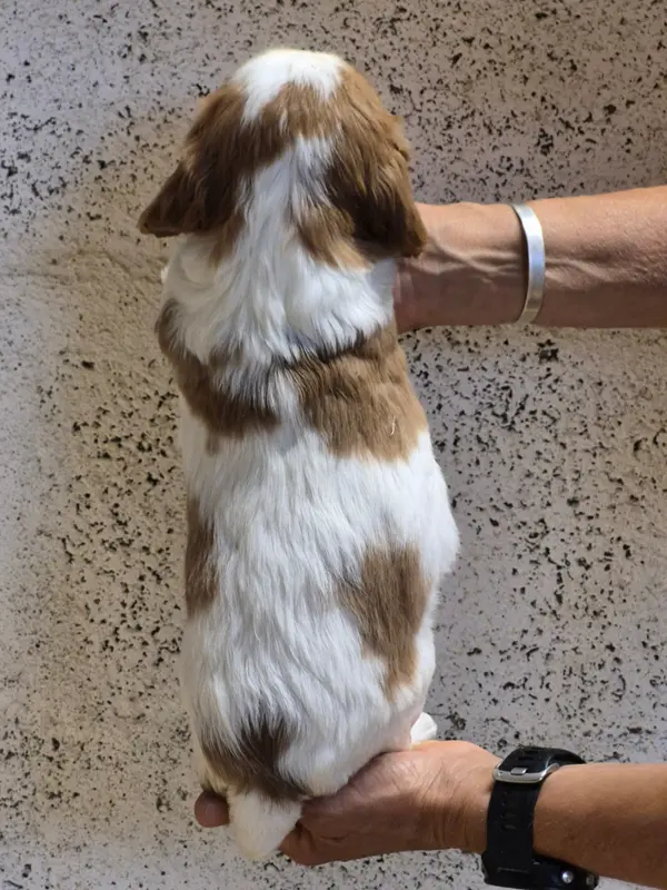 Portée de Cavalier King Charles, élevage De Paline