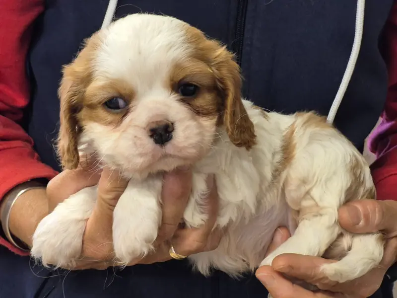 Portée de Cavalier King Charles, élevage De Paline