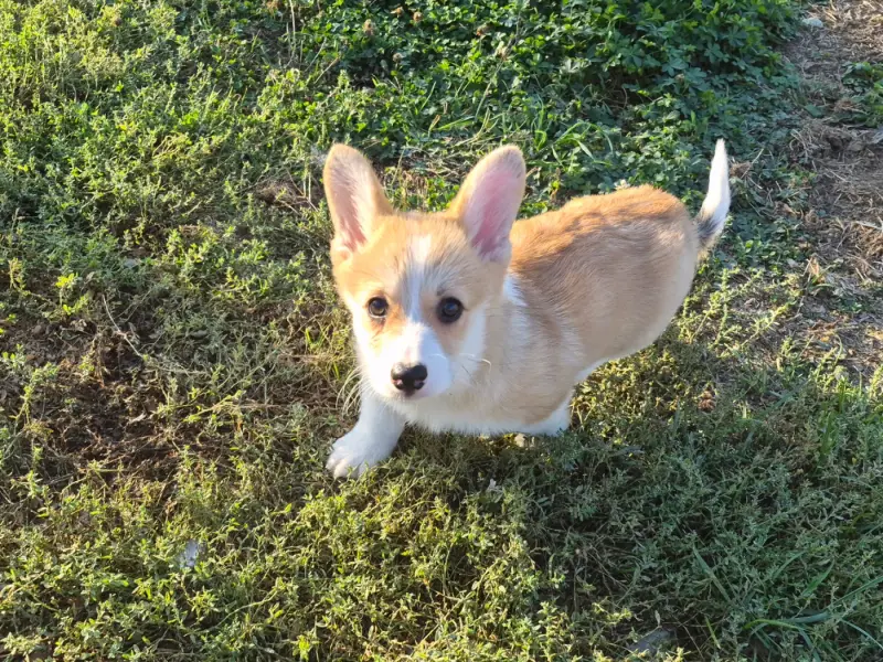Baya, Welsh corgi Pembroke, élevage De Paline
