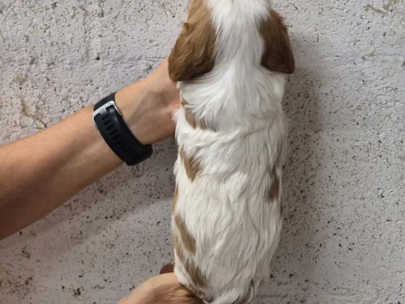 Portée de Cavalier King Charles, élevage De Paline