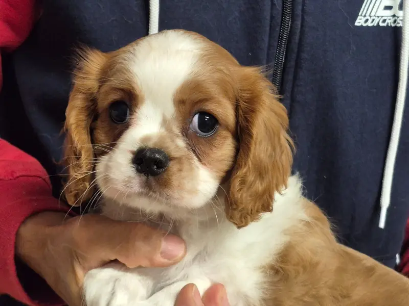 Portée de Cavalier King Charles, élevage De Paline
