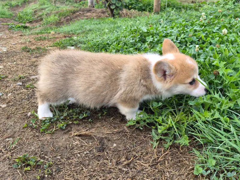 Portée de Welsh corgi Pembroke, élevage De Paline