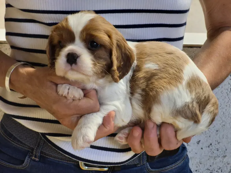 Portée de Cavalier King Charles, élevage De Paline