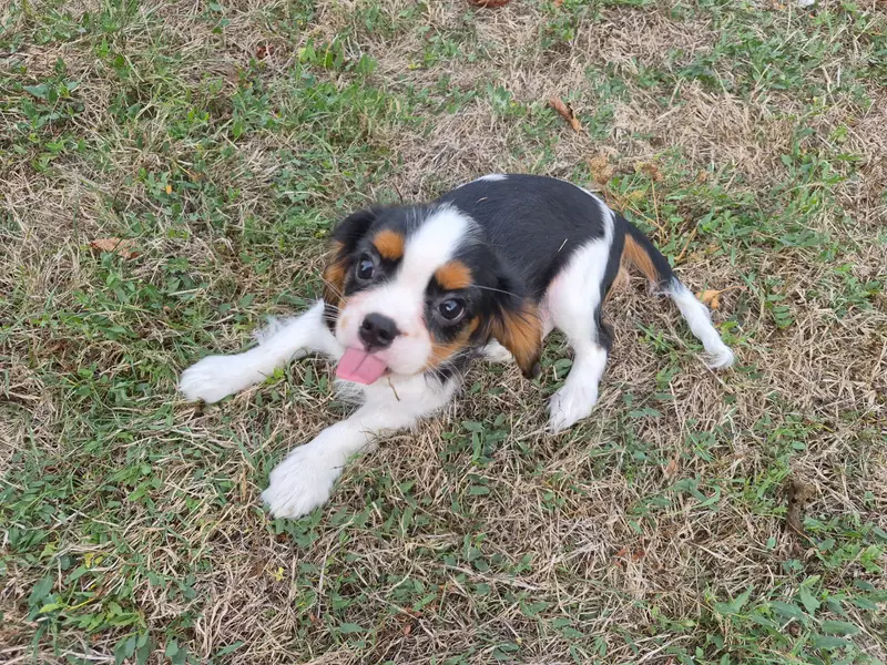Portée de Cavalier King Charles, élevage De Paline