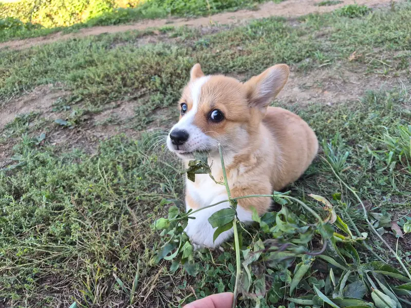 Portée de Welsh corgi Pembroke, élevage De Paline