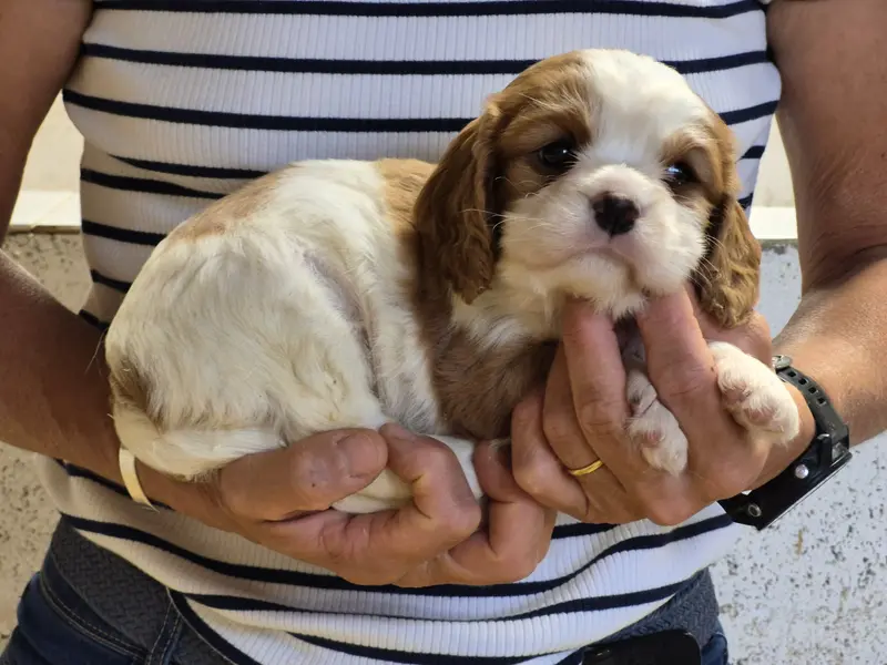 Portée de Cavalier King Charles, élevage De Paline
