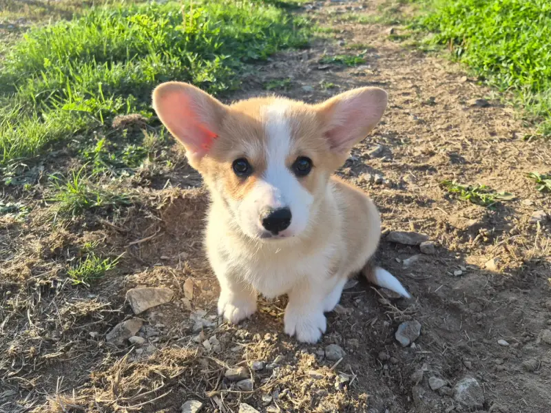 Bretzel, Welsh corgi Pembroke, élevage De Paline