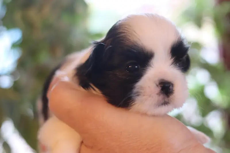 Portée de Shih tzu, élevage De la Ferme des Mottes