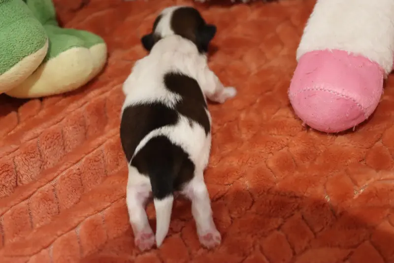 Portée de Shih tzu, élevage De la Ferme des Mottes