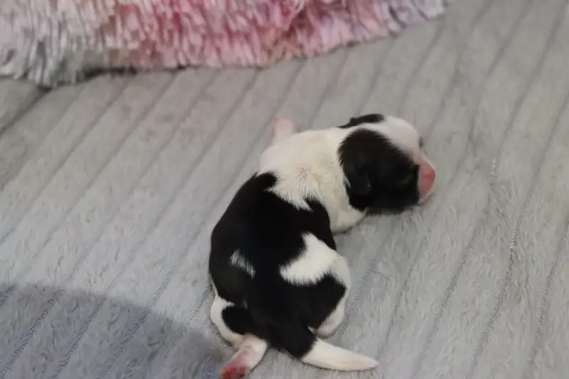 Portée de Shih tzu, élevage De la Ferme des Mottes