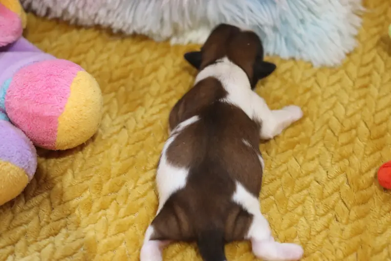 Portée de Shih tzu, élevage De la Ferme des Mottes