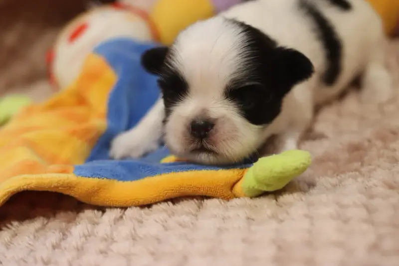 Portée de Shih tzu, élevage De la Ferme des Mottes