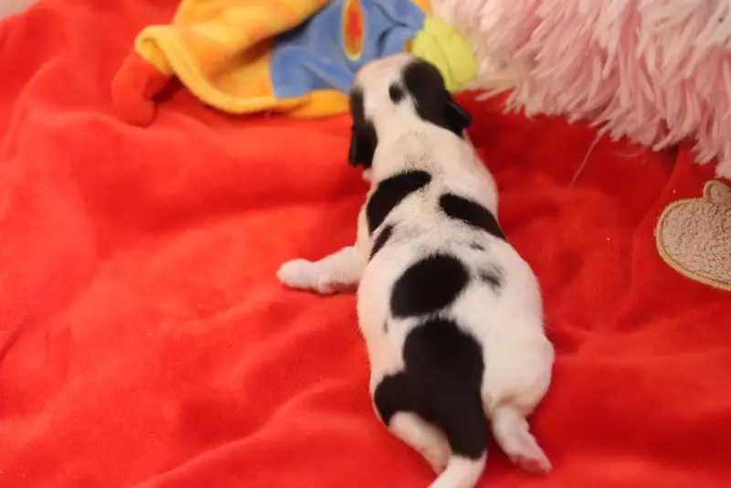 Portée de Shih tzu, élevage De la Ferme des Mottes