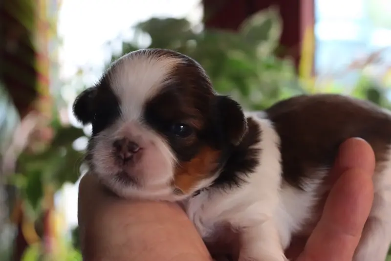 Portée de Shih tzu, élevage De la Ferme des Mottes