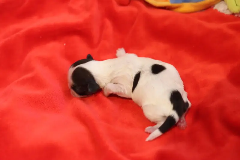 Portée de Shih tzu, élevage De la Ferme des Mottes