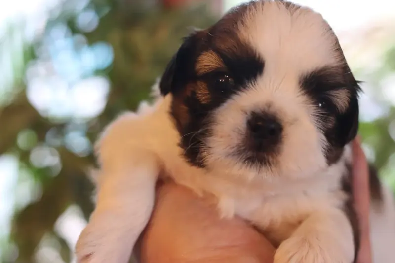 Portée de Shih tzu, élevage De la Ferme des Mottes