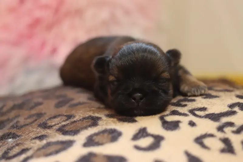 Portée de Shih tzu, élevage De la Ferme des Mottes