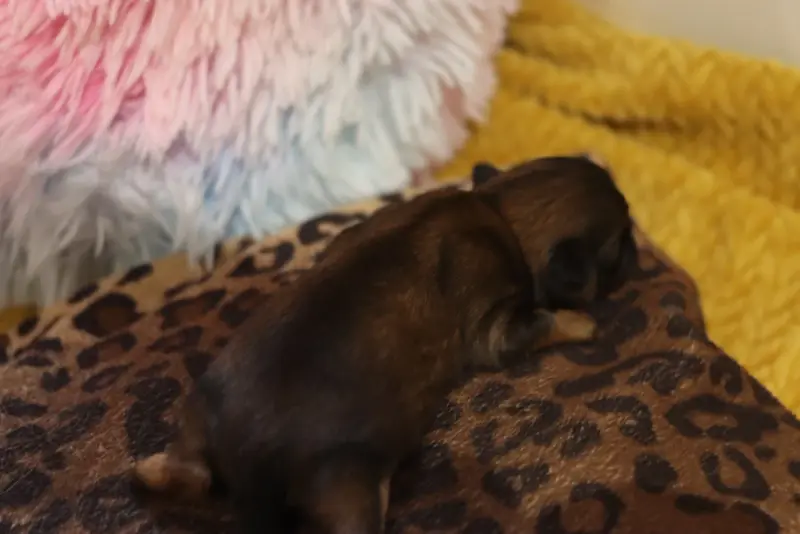 Portée de Shih tzu, élevage De la Ferme des Mottes