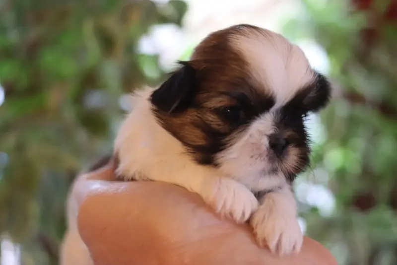 Bebe-Thaïs, Shih tzu, élevage De la Ferme des Mottes