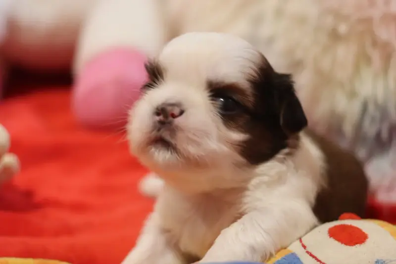 Berry, Shih tzu, élevage De la Ferme des Mottes