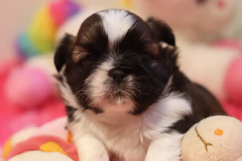 Portée de Shih tzu, élevage De la Ferme des Mottes