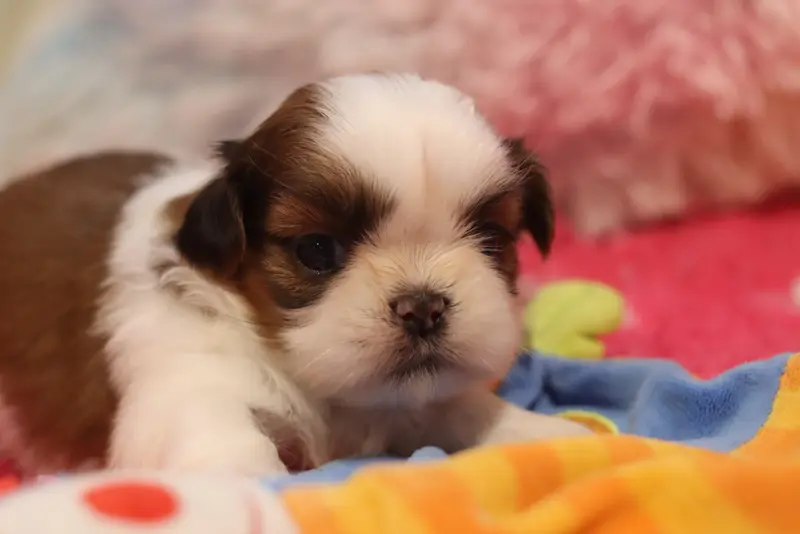 Bella, Shih tzu, élevage De la Ferme des Mottes