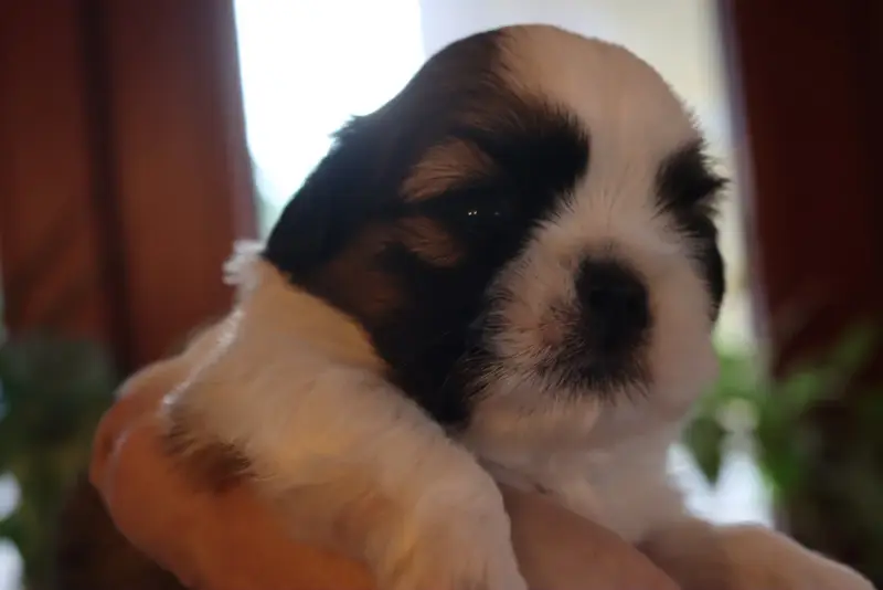 Portée de Shih tzu, élevage De la Ferme des Mottes