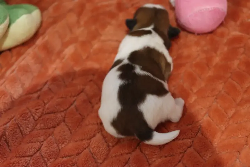 Portée de Shih tzu, élevage De la Ferme des Mottes