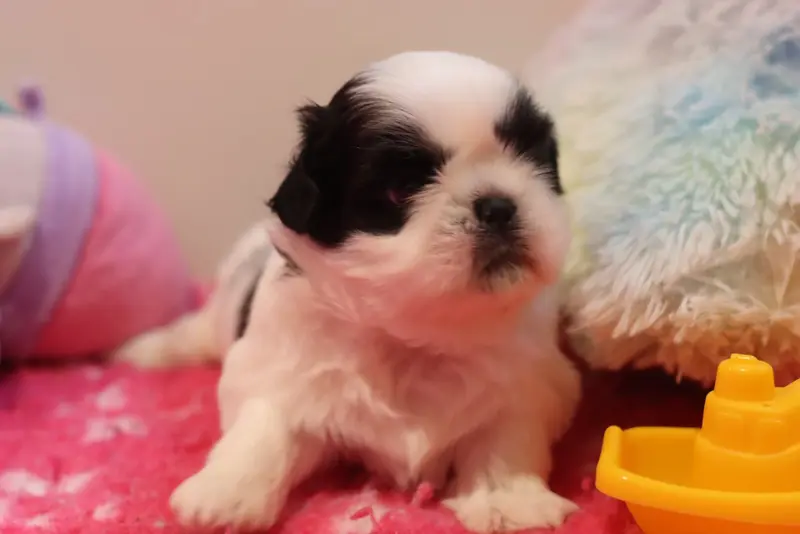 Portée de Shih tzu, élevage De la Ferme des Mottes