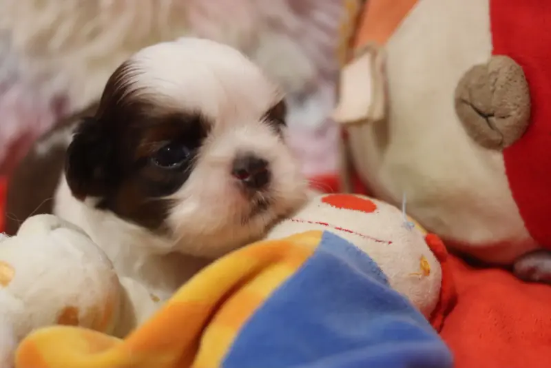 Biscotte, Shih tzu, élevage De la Ferme des Mottes