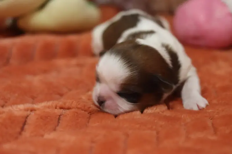 Portée de Shih tzu, élevage De la Ferme des Mottes