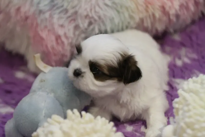 Portée de Shih tzu, élevage De la Ferme des Mottes