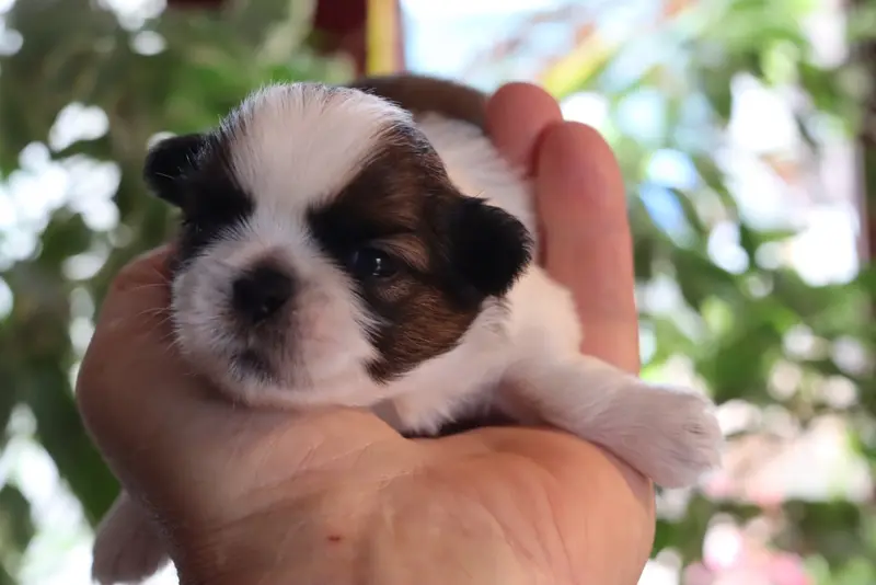 Bloom, Shih tzu, élevage De la Ferme des Mottes